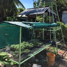 Satellite-garden-in-Tarawa,-Kiribati-Latter-day-Saint-Charities,-