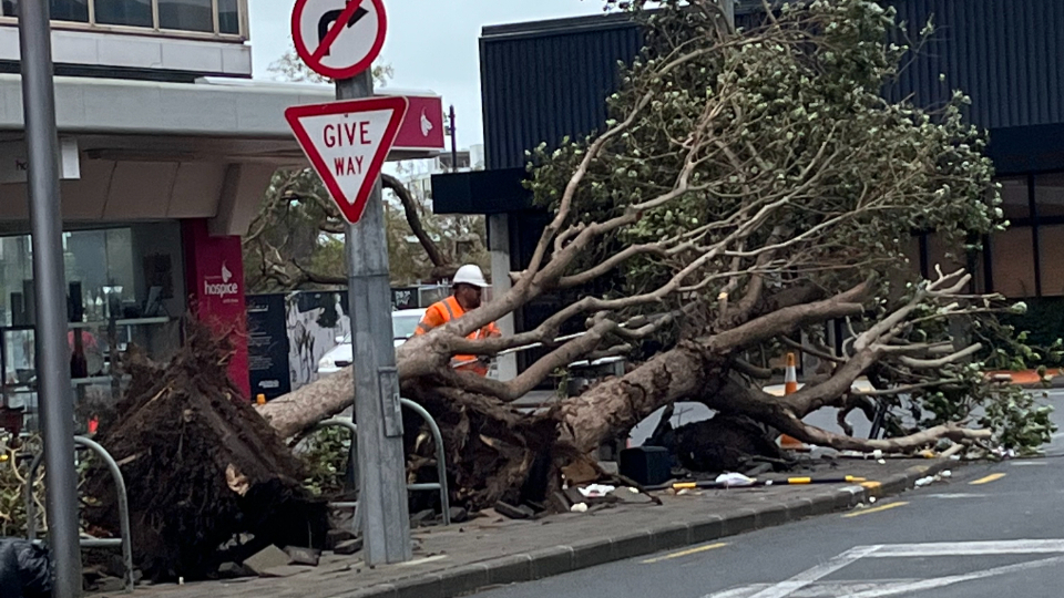 A-fallen-tree-in-Takapuna,-Auckland-Cyclone-Gabrielle-2023