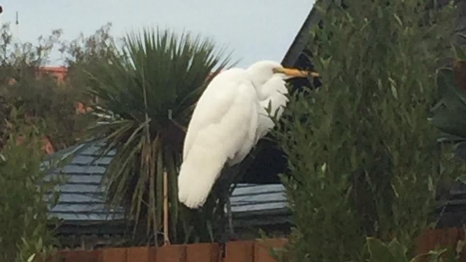 Churchgoers See Rare New Zealand Bird